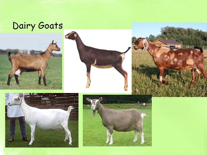 Dairy Goats 