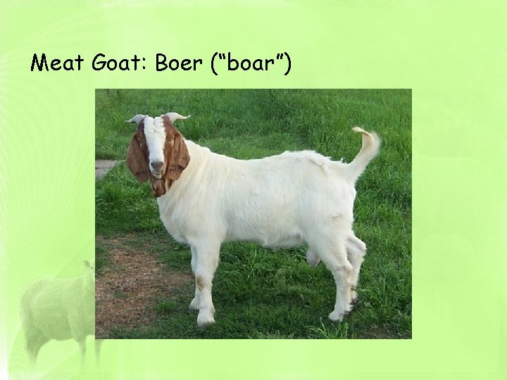 Meat Goat: Boer (“boar”) 