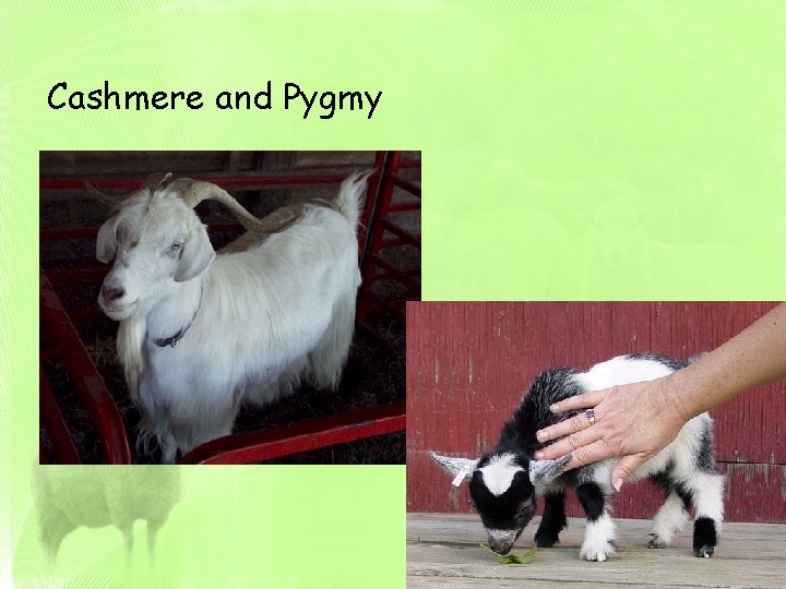 Cashmere and Pygmy 