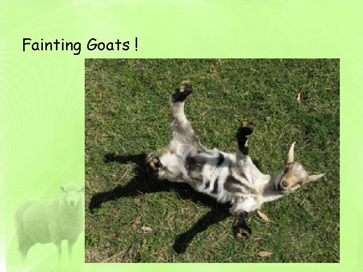 Fainting Goats ! 