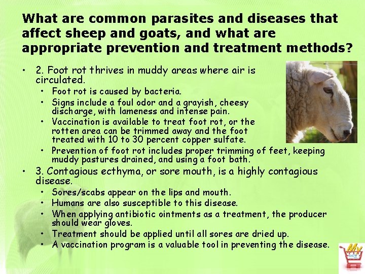 What are common parasites and diseases that affect sheep and goats, and what are