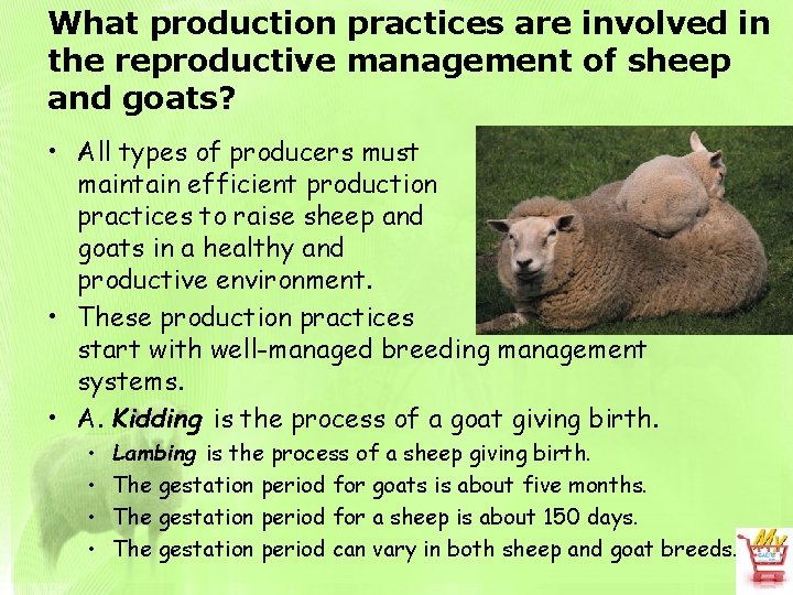 What production practices are involved in the reproductive management of sheep and goats? •