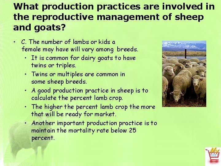 What production practices are involved in the reproductive management of sheep and goats? •