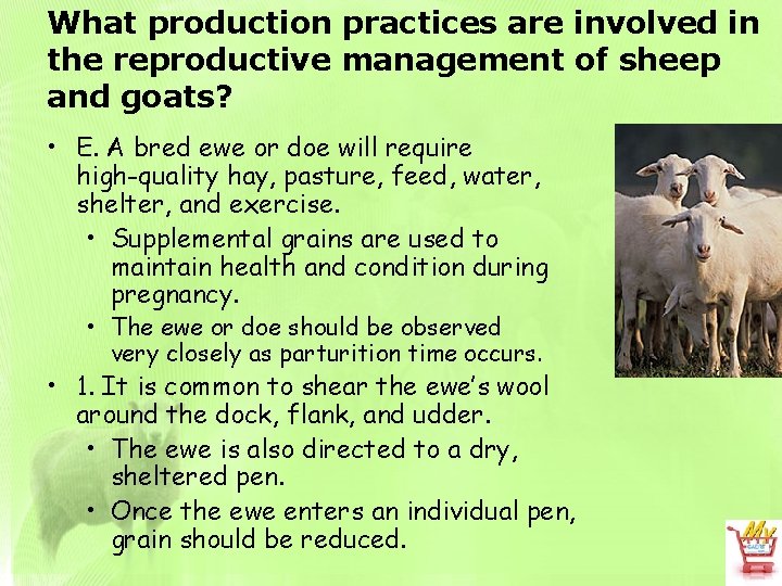 What production practices are involved in the reproductive management of sheep and goats? •