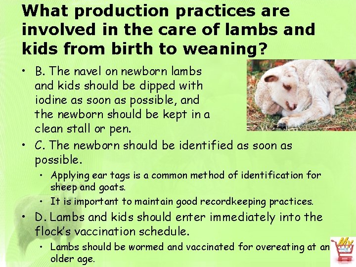 What production practices are involved in the care of lambs and kids from birth