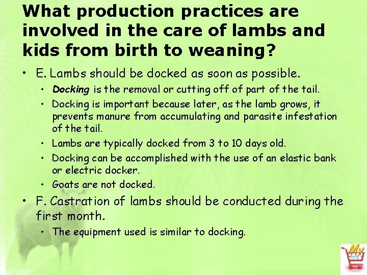 What production practices are involved in the care of lambs and kids from birth