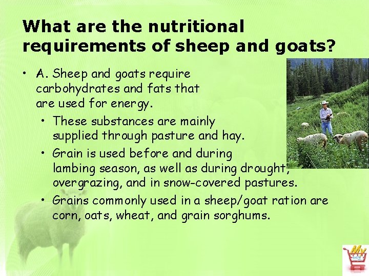 What are the nutritional requirements of sheep and goats? • A. Sheep and goats
