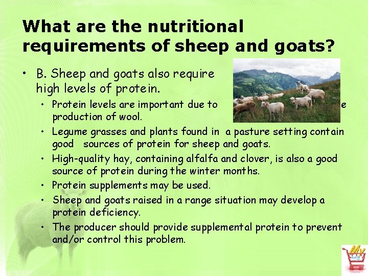 What are the nutritional requirements of sheep and goats? • B. Sheep and goats