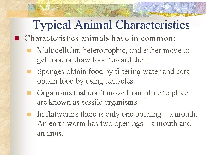 Typical Animal Characteristics n Characteristics animals have in common: n n Multicellular, heterotrophic, and