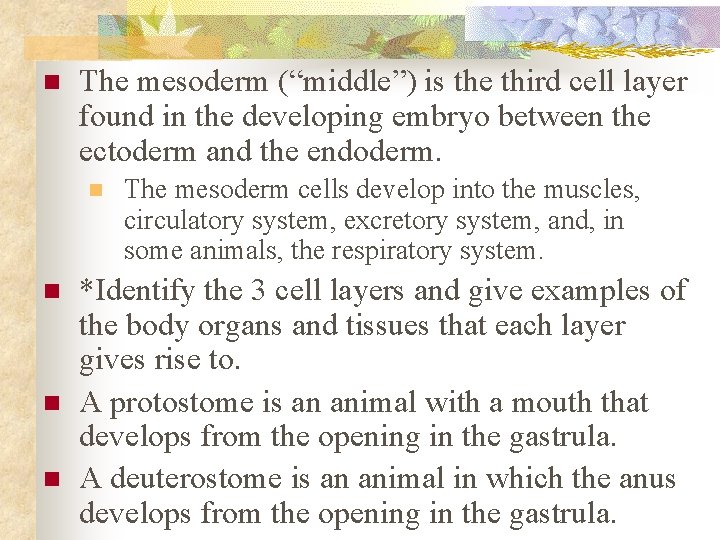 n The mesoderm (“middle”) is the third cell layer found in the developing embryo