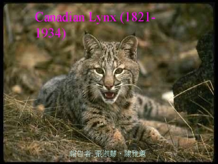 Canadian Lynx (18211934) 報告者: 張淑慧、陳雅蕙 