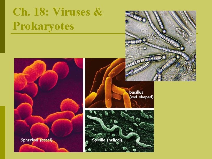 Ch. 18: Viruses & Prokaryotes 