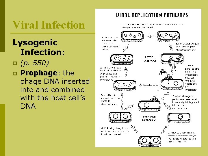 Viral Infection Lysogenic Infection: p p (p. 550) Prophage: the phage DNA inserted into