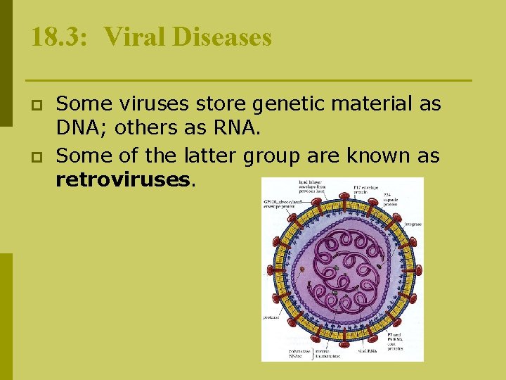18. 3: Viral Diseases p p Some viruses store genetic material as DNA; others