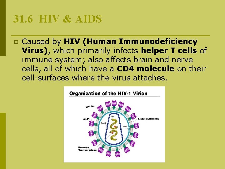 31. 6 HIV & AIDS p Caused by HIV (Human Immunodeficiency Virus), which primarily