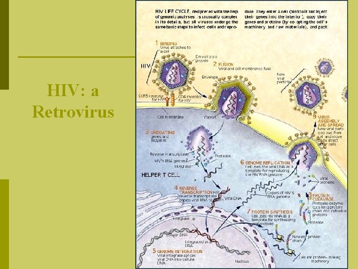 HIV: a Retrovirus 