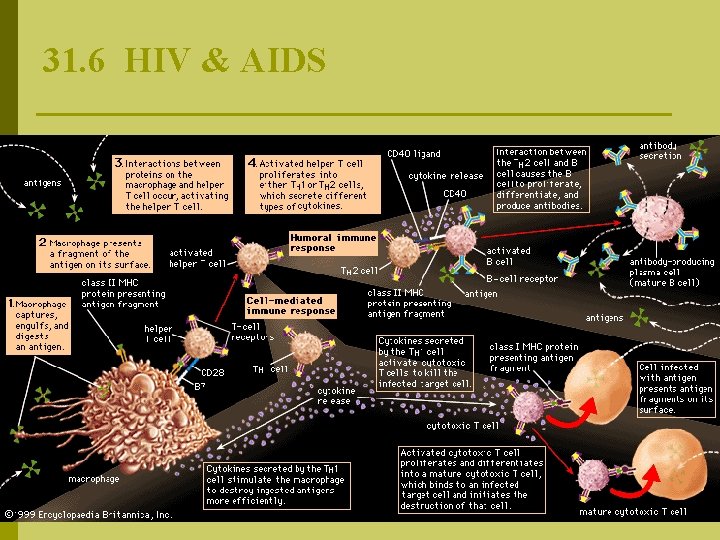 31. 6 HIV & AIDS 