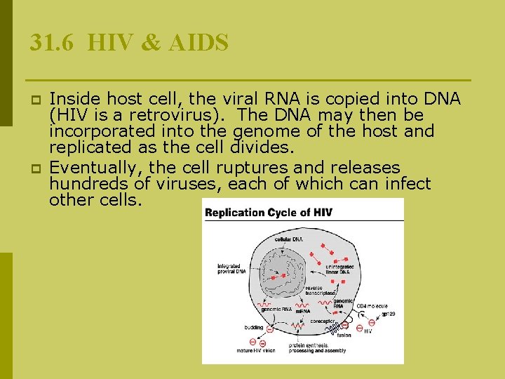 31. 6 HIV & AIDS p p Inside host cell, the viral RNA is