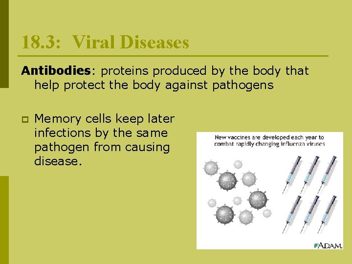 18. 3: Viral Diseases Antibodies: proteins produced by the body that help protect the