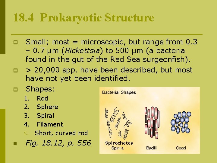 18. 4 Prokaryotic Structure p p p Small; most = microscopic, but range from