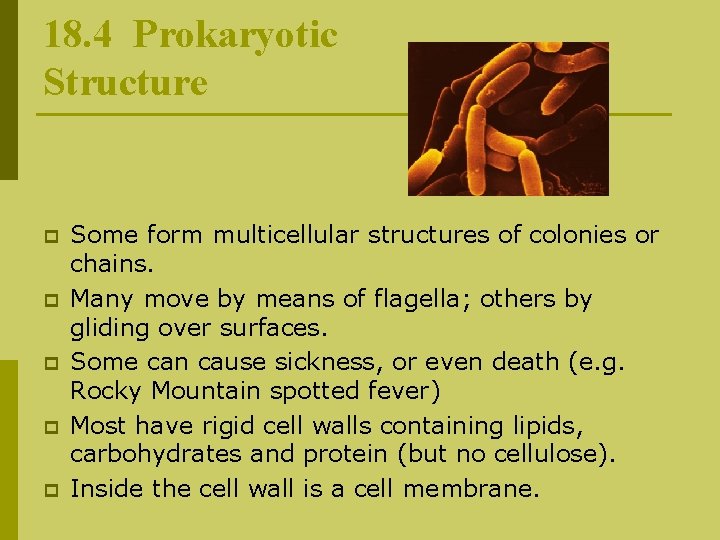 18. 4 Prokaryotic Structure p p p Some form multicellular structures of colonies or
