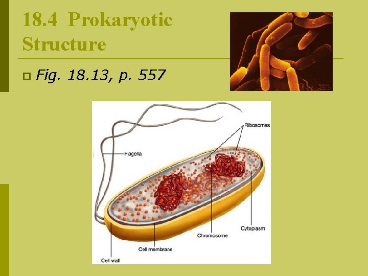 18. 4 Prokaryotic Structure p Fig. 18. 13, p. 557 