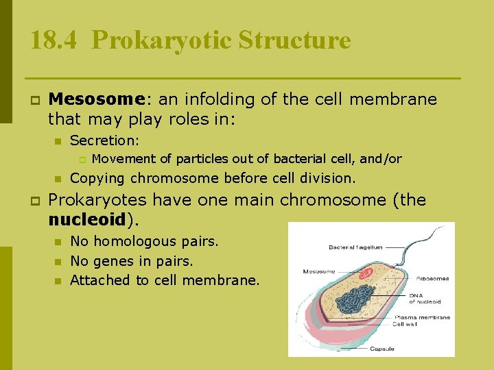 18. 4 Prokaryotic Structure p Mesosome: an infolding of the cell membrane that may