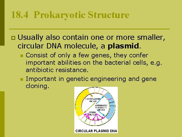 18. 4 Prokaryotic Structure p Usually also contain one or more smaller, circular DNA