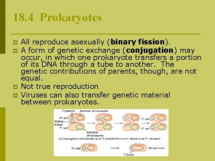 18. 4 Prokaryotes p p All reproduce asexually (binary fission). A form of genetic