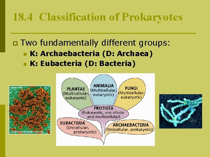 18. 4 Classification of Prokaryotes p Two fundamentally different groups: n n K: Archaebacteria