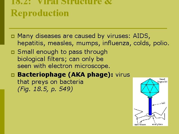 18. 2: Viral Structure & Reproduction p p p Many diseases are caused by