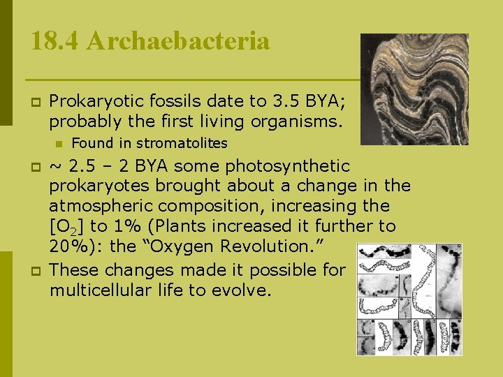 18. 4 Archaebacteria p Prokaryotic fossils date to 3. 5 BYA; probably the first