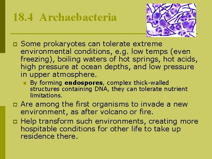 18. 4 Archaebacteria p Some prokaryotes can tolerate extreme environmental conditions, e. g. low