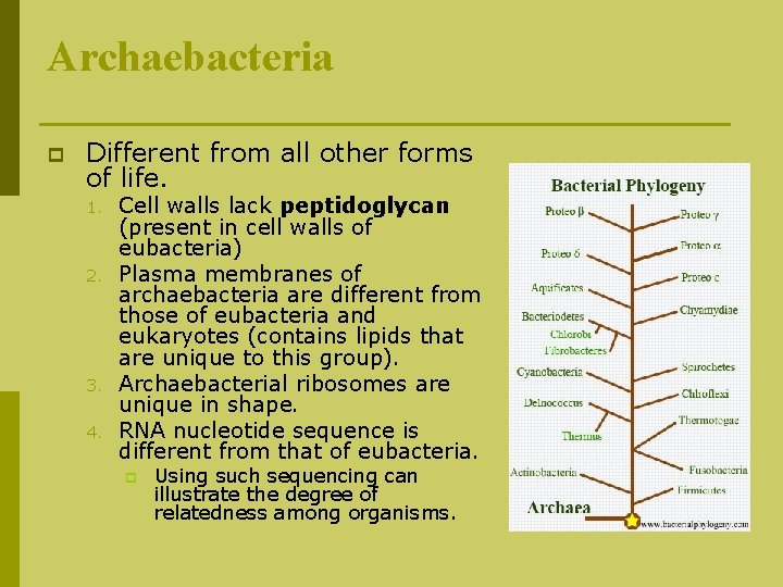 Archaebacteria p Different from all other forms of life. 1. 2. 3. 4. Cell