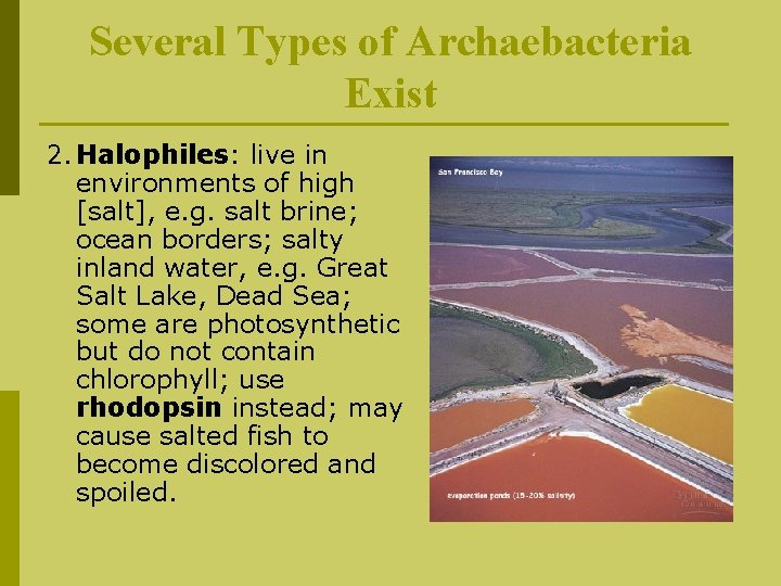 Several Types of Archaebacteria Exist 2. Halophiles: live in environments of high [salt], e.