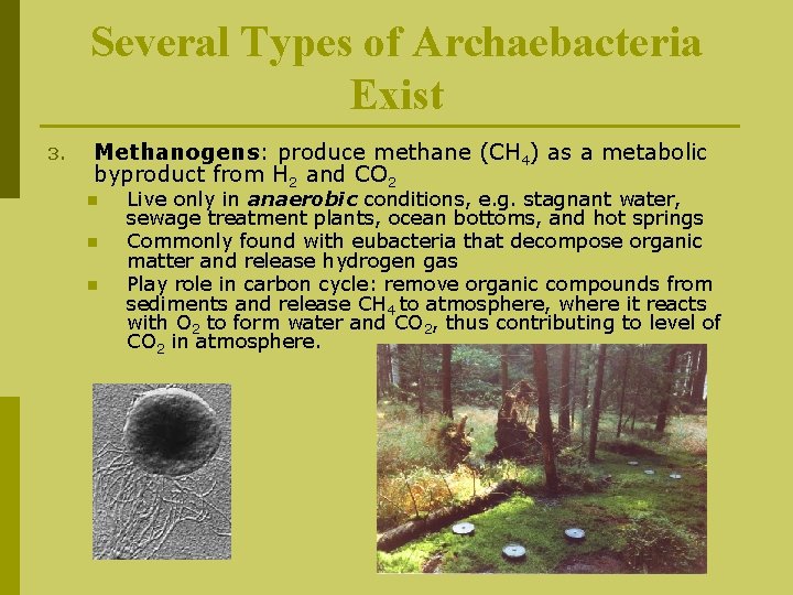 Several Types of Archaebacteria Exist 3. Methanogens: produce methane (CH 4) as a metabolic