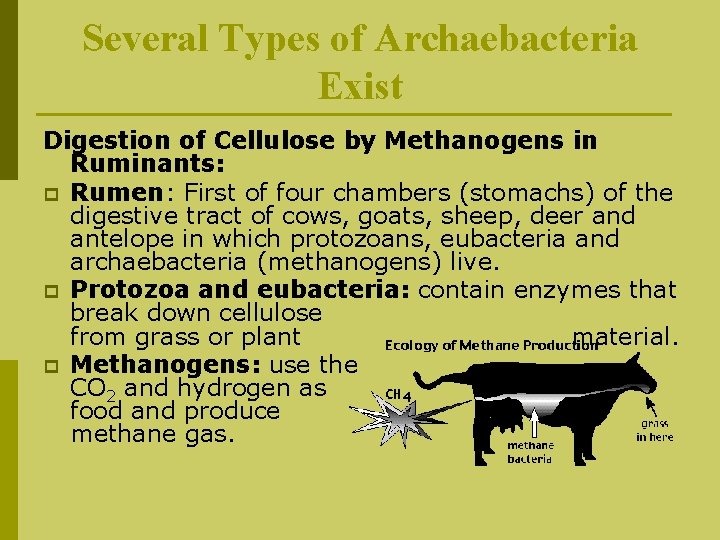 Several Types of Archaebacteria Exist Digestion of Cellulose by Methanogens in Ruminants: p Rumen: