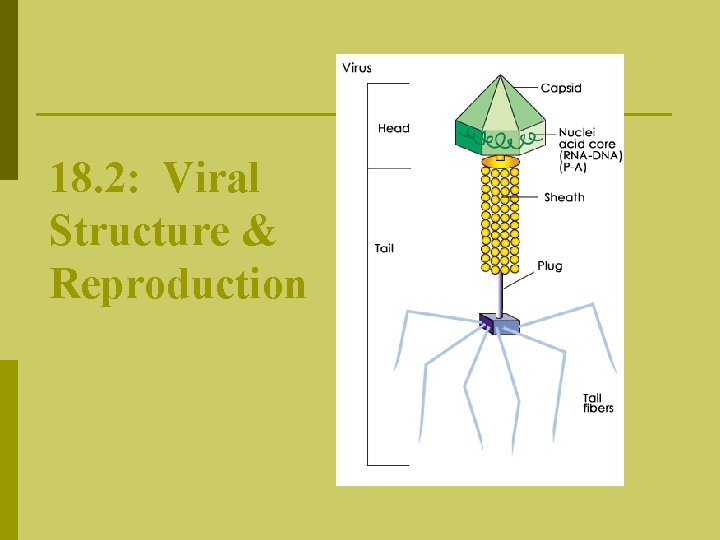 18. 2: Viral Structure & Reproduction 