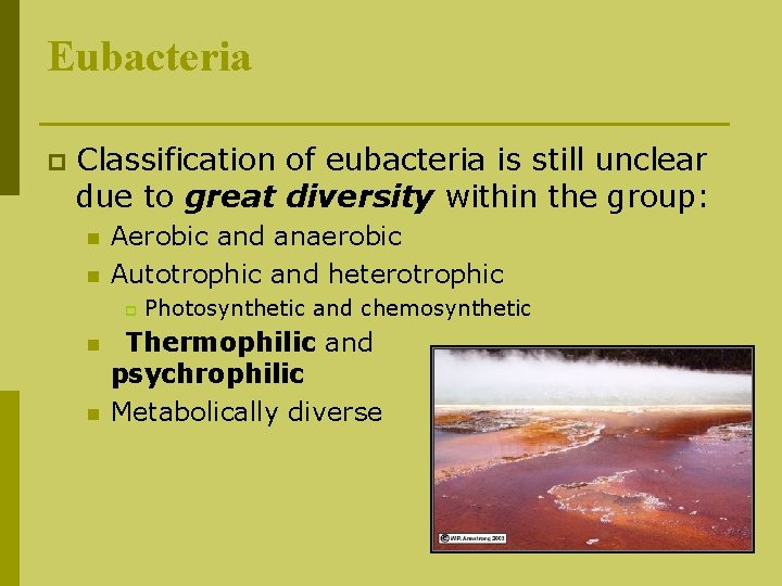 Eubacteria p Classification of eubacteria is still unclear due to great diversity within the