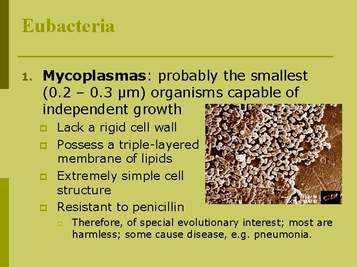Eubacteria 1. Mycoplasmas: probably the smallest (0. 2 – 0. 3 µm) organisms capable