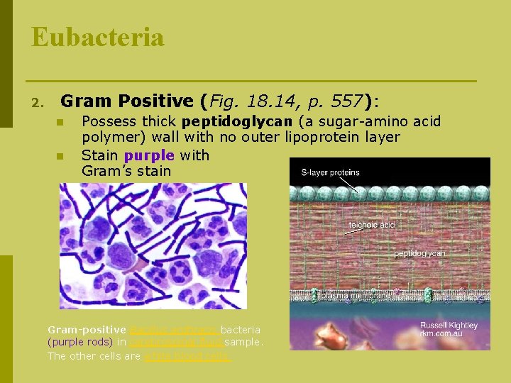 Eubacteria 2. Gram Positive (Fig. 18. 14, p. 557): n n Possess thick peptidoglycan
