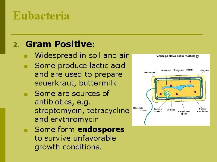 Eubacteria 2. Gram Positive: n n Widespread in soil and air Some produce lactic