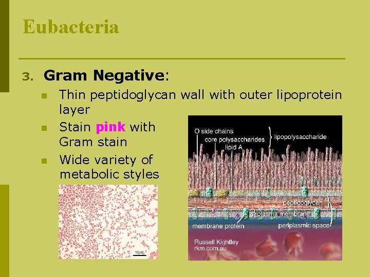 Eubacteria 3. Gram Negative: n n n Thin peptidoglycan wall with outer lipoprotein layer