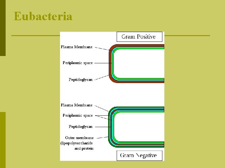 Eubacteria 