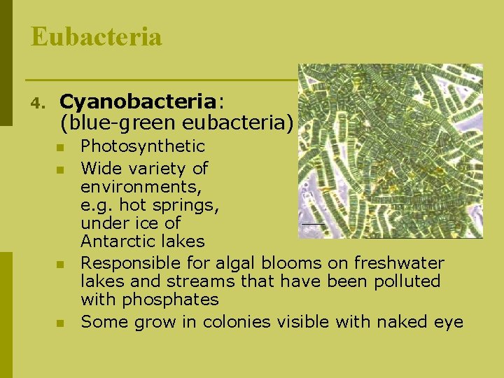 Eubacteria 4. Cyanobacteria: (blue-green eubacteria) n n Photosynthetic Wide variety of environments, e. g.