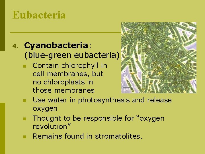 Eubacteria 4. Cyanobacteria: (blue-green eubacteria) n n Contain chlorophyll in cell membranes, but no