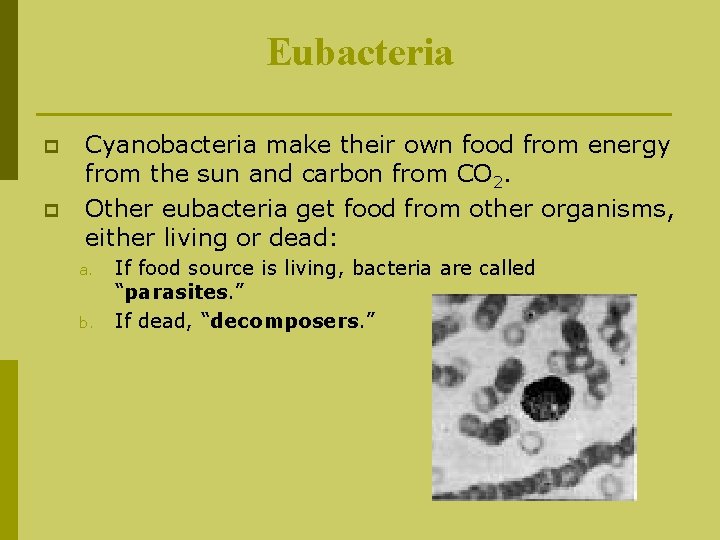 Eubacteria p p Cyanobacteria make their own food from energy from the sun and