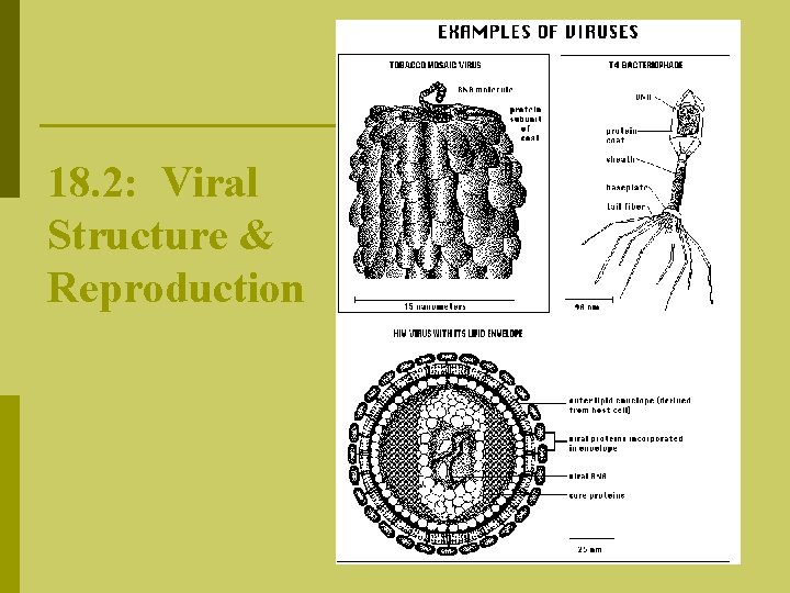 18. 2: Viral Structure & Reproduction 