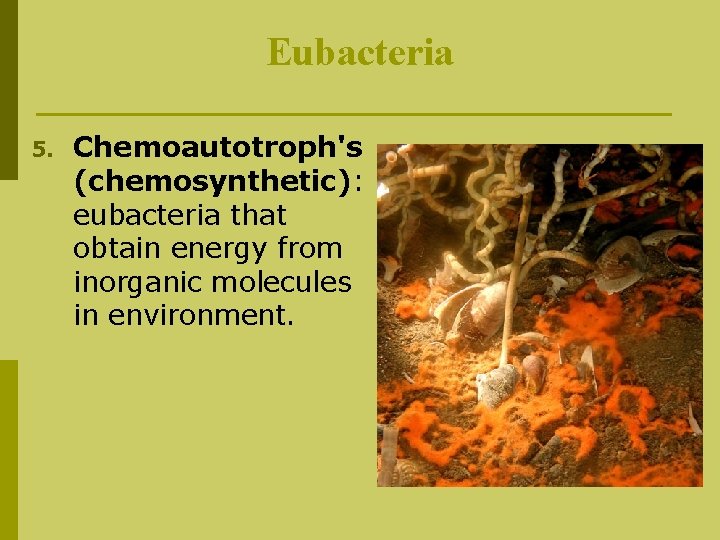 Eubacteria 5. Chemoautotroph's (chemosynthetic): eubacteria that obtain energy from inorganic molecules in environment. 