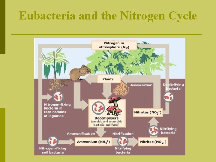 Eubacteria and the Nitrogen Cycle 